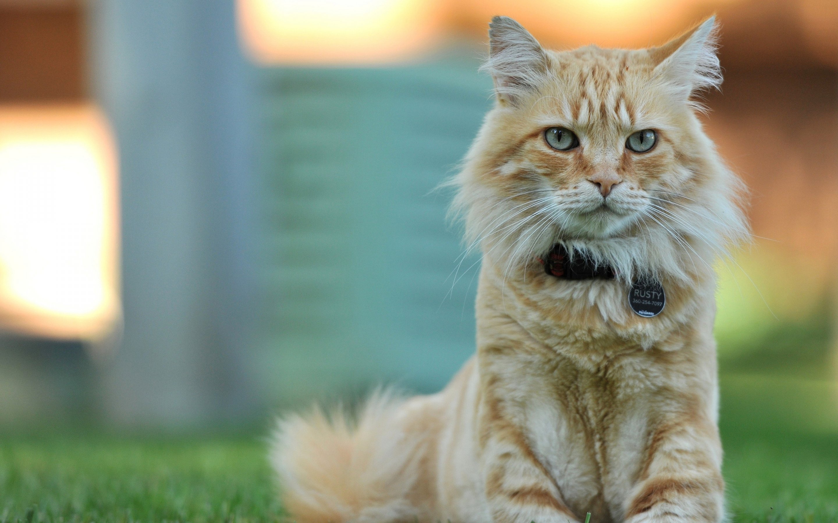 cats, Cat Wallpaper