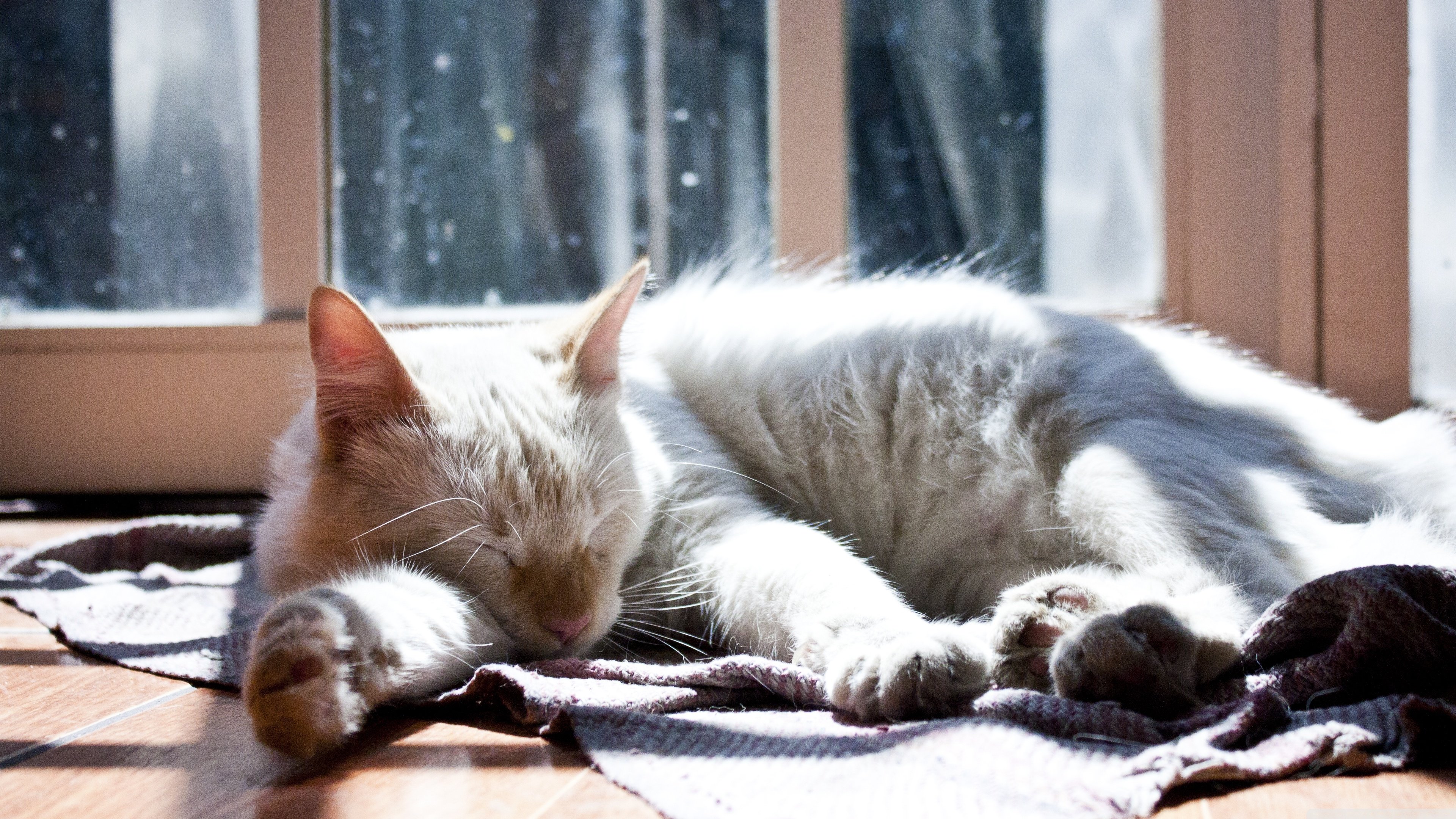 cats, Cat Wallpaper