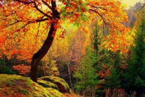 autumn, Trees, Forest, Nature