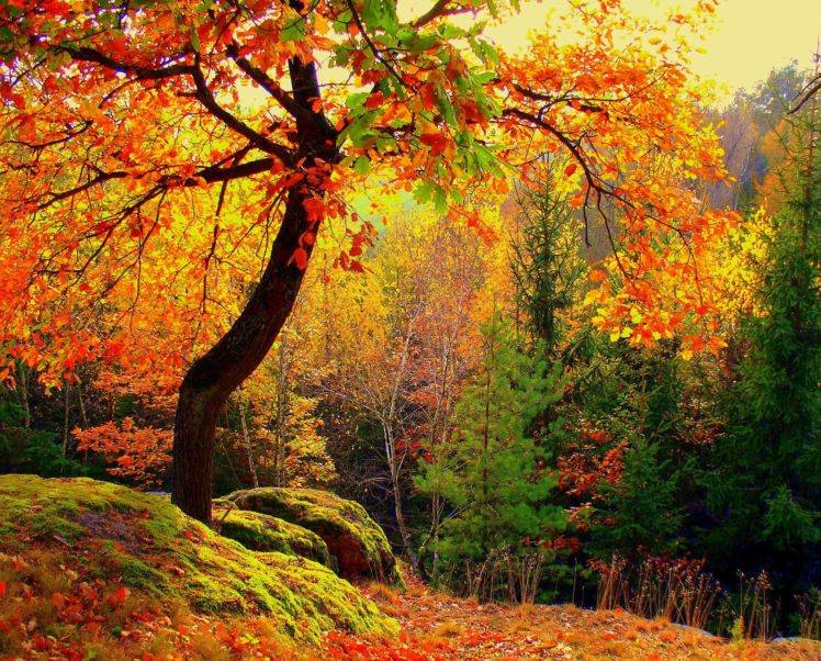 autumn, Trees, Forest, Nature HD Wallpaper Desktop Background