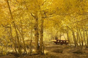 birch, Grove, Yellow, Leaves, Autumn, Bench