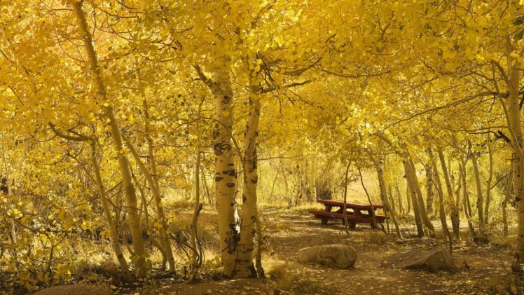 birch, Grove, Yellow, Leaves, Autumn, Bench HD Wallpaper Desktop Background