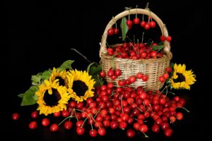 cherry, Basket, Sunflowers, Still, Life, Cherries