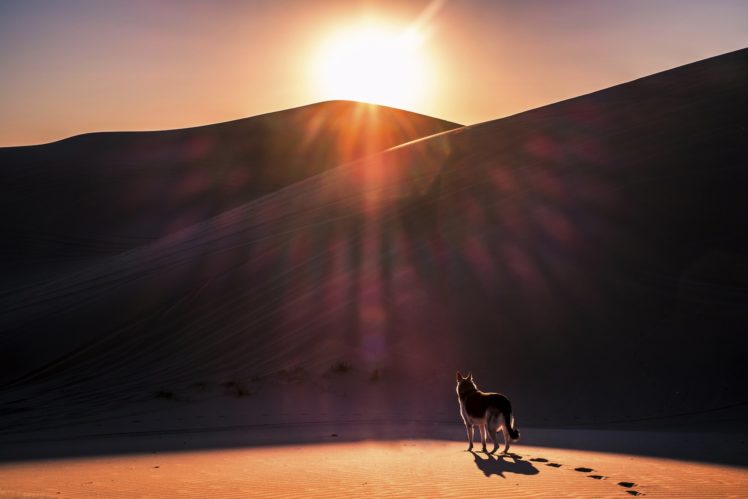 dog, Sun, Desert, Sand, Wolf, Wolves, Photoshop, Art, Artwork HD Wallpaper Desktop Background