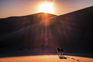 dog, Sun, Desert, Sand, Wolf, Wolves, Photoshop, Art, Artwork