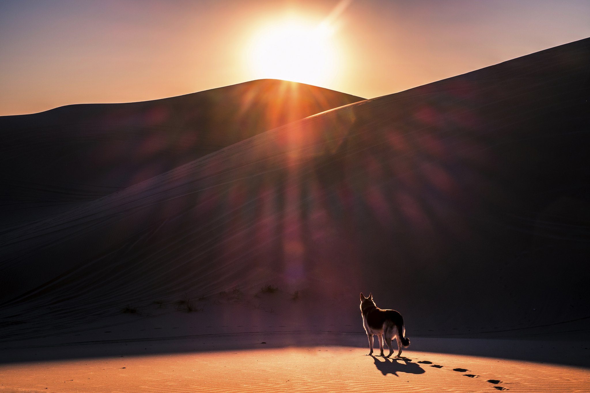 dog, Sun, Desert, Sand, Wolf, Wolves, Photoshop, Art, Artwork Wallpaper