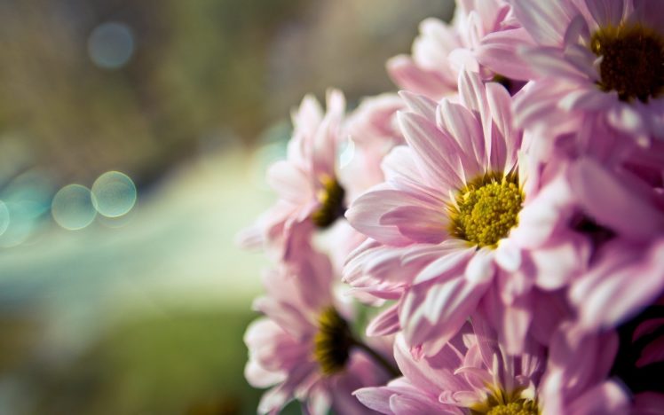 flower, Flowers, Macro, Bouquet, Bokek HD Wallpaper Desktop Background