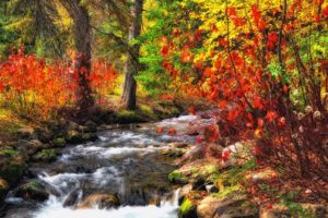 forest, River, Trees, Autumn, Nature