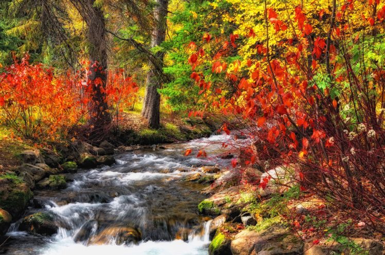 forest, River, Trees, Autumn, Nature HD Wallpaper Desktop Background
