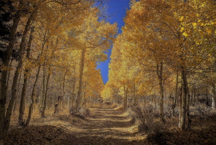 forest, Autumn, Trees, Road, Nature HD Wallpaper Desktop Background