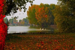 lake, Italy, Lombardy, Mantua, Nature, Autumn, Foliage, Photo