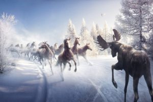 battle, Animals, Art, Paintings, Nature, Landscapes, Winter, Snow, Trees, Horses, Moose