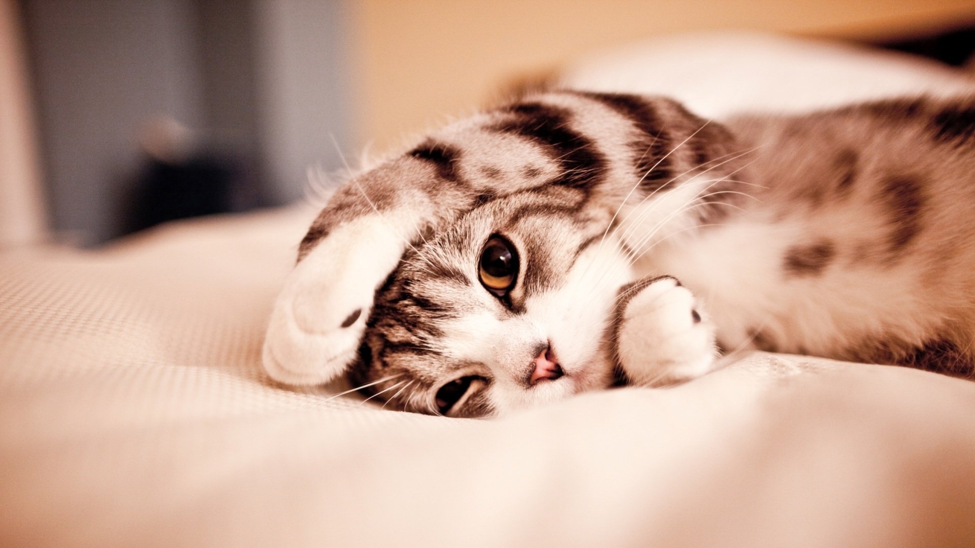 that, Cuty, Cat Wallpaper