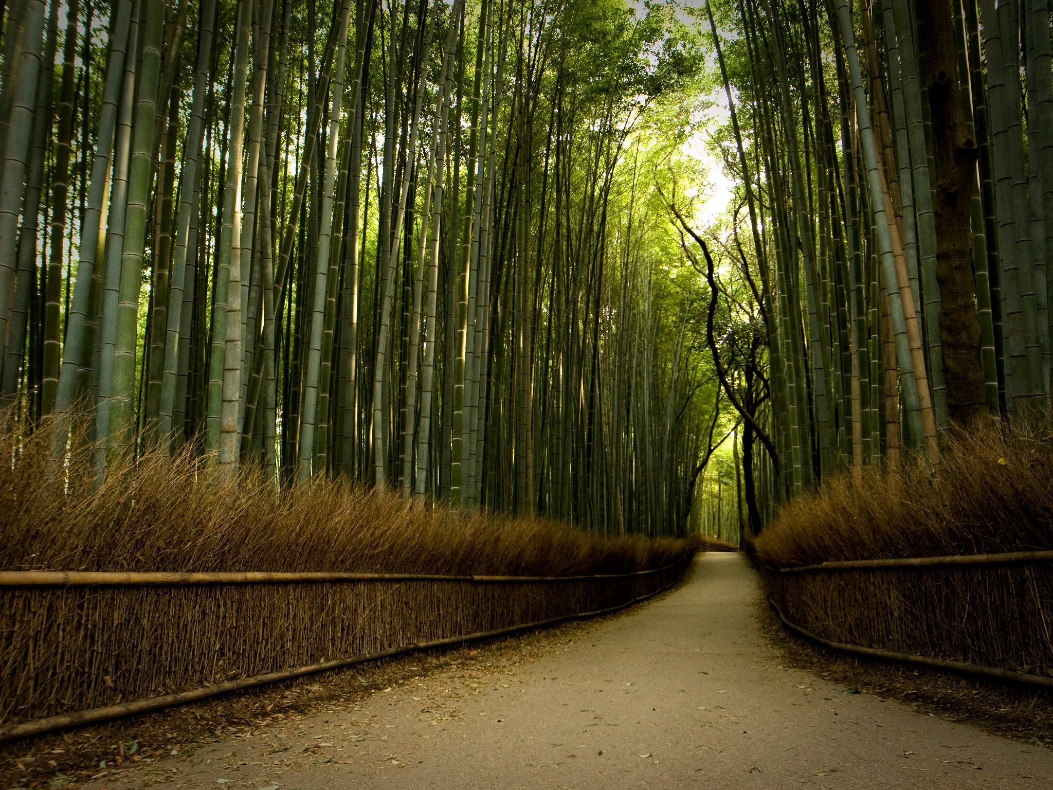 nature, Wallpaper Wallpaper