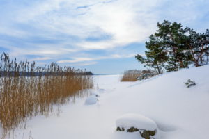 reeds, Grass, Plants, Winter, Snow, Nature, Landscapes, Trees, Sky