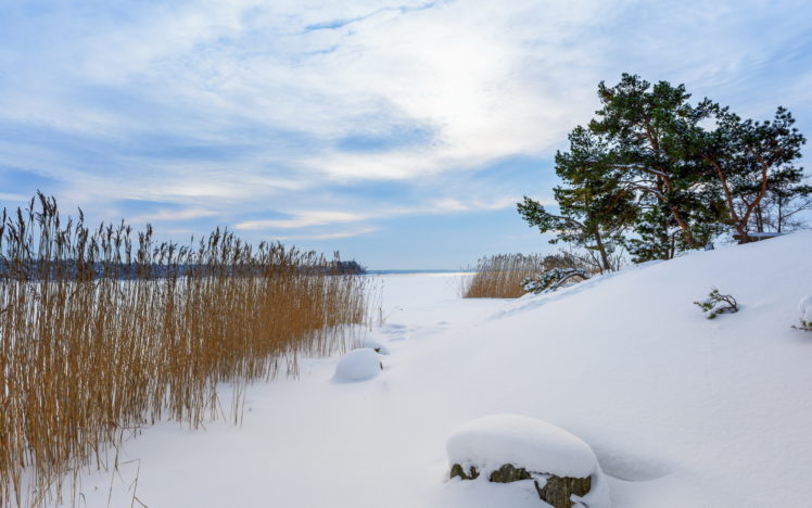 reeds, Grass, Plants, Winter, Snow, Nature, Landscapes, Trees, Sky HD Wallpaper Desktop Background