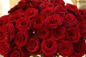 roses, Flowers, Red, Petal