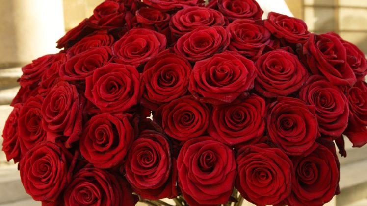roses, Flowers, Red, Petal HD Wallpaper Desktop Background