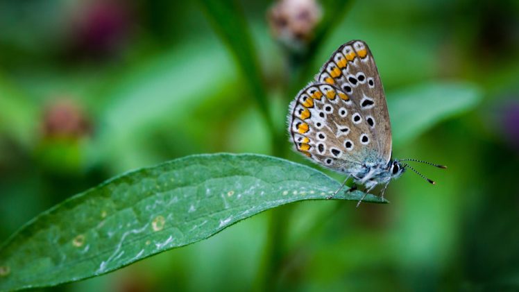 butterfly, Colors, Green, Grass, Dew, Droplets, Black, Patches, Garden, Wings, Nature, Animal, Forest, Hdr, Ultrahd, Black, White, Hd, 4k, Wallpaper, 3840×2160 HD Wallpaper Desktop Background