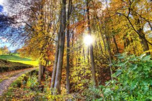 autumn, Forest, Jungle, Trees, Sunshine, Sunrise, Clearsky, Nature, Colors, Green, Leaves, Hdr, Ultrahd, Black, White, Hd, 4k, Wallpaper, 3840×2160