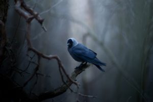 nature, Bird, Lonely, Blue, Feather, Black, Beak, Tree, Branches, Dark, Forests, Winter, Seaso