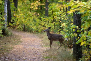 trail, Path, Trees, Forest, Woods, Leaves, Nature, Landscapes, Deer, Wildlife