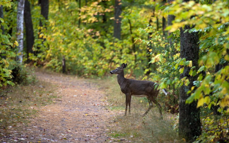 trail, Path, Trees, Forest, Woods, Leaves, Nature, Landscapes, Deer, Wildlife HD Wallpaper Desktop Background