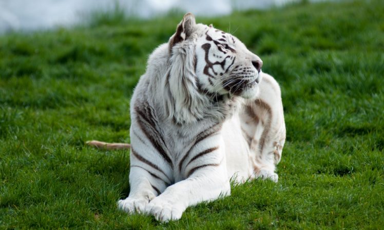 grass, Tiger, Lying, White, Predator HD Wallpaper Desktop Background