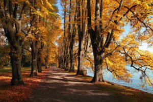lake, Park, Leaves, Autumn, Path, Trail
