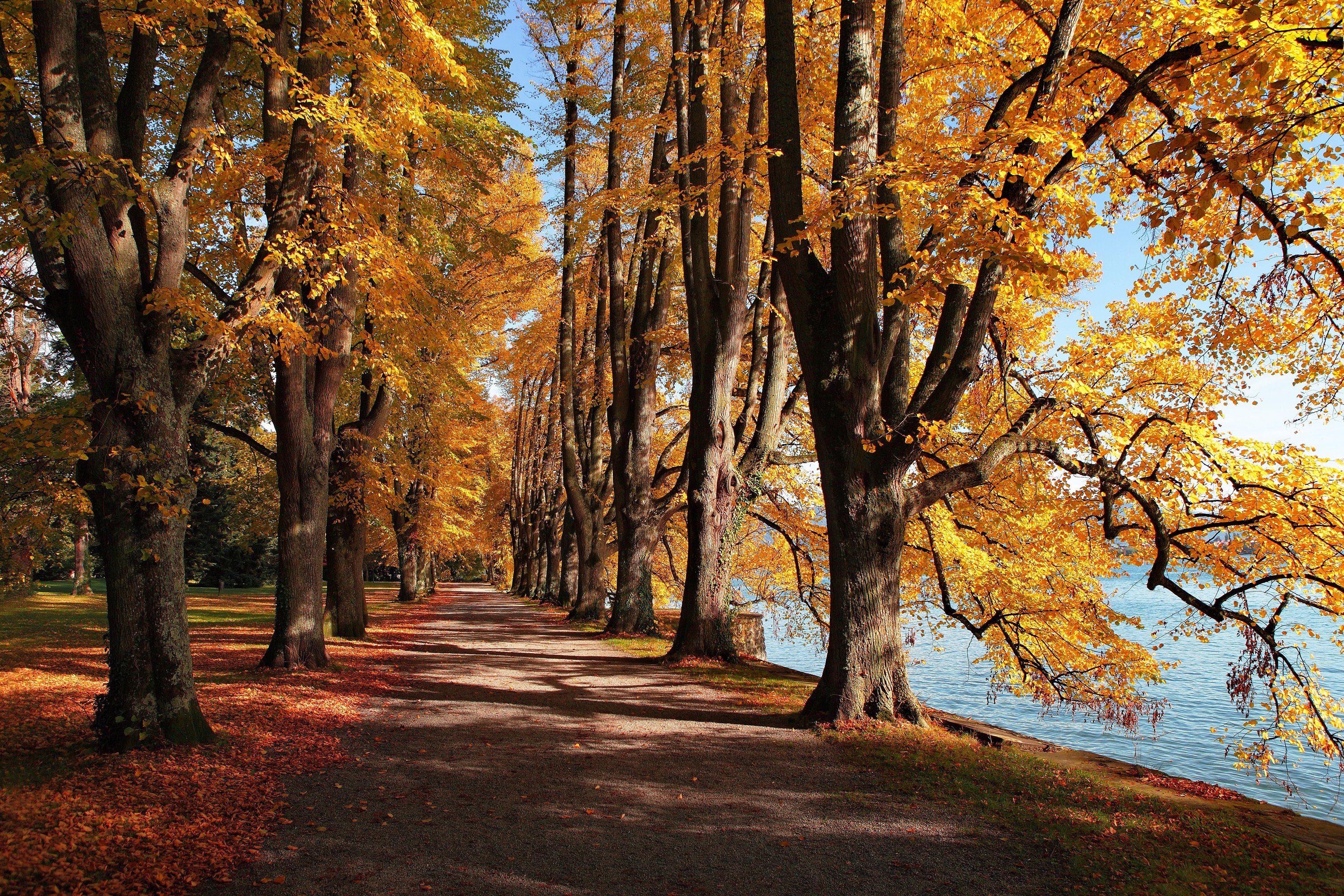 lake, Park, Leaves, Autumn, Path, Trail Wallpaper