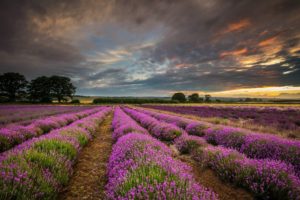 united, Kingdom, England, Hdr, Field, Flowers, Lavender, Purple, Sunset, Clouds, Sky
