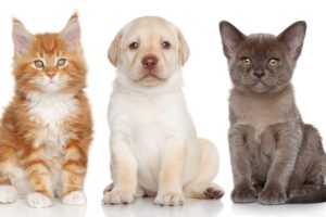 burmese, Labrador, Retriever, Maine, Coon, Kitten, Puppy, Dog, Cat