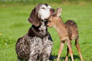 deer, Dog, Baby, Love
