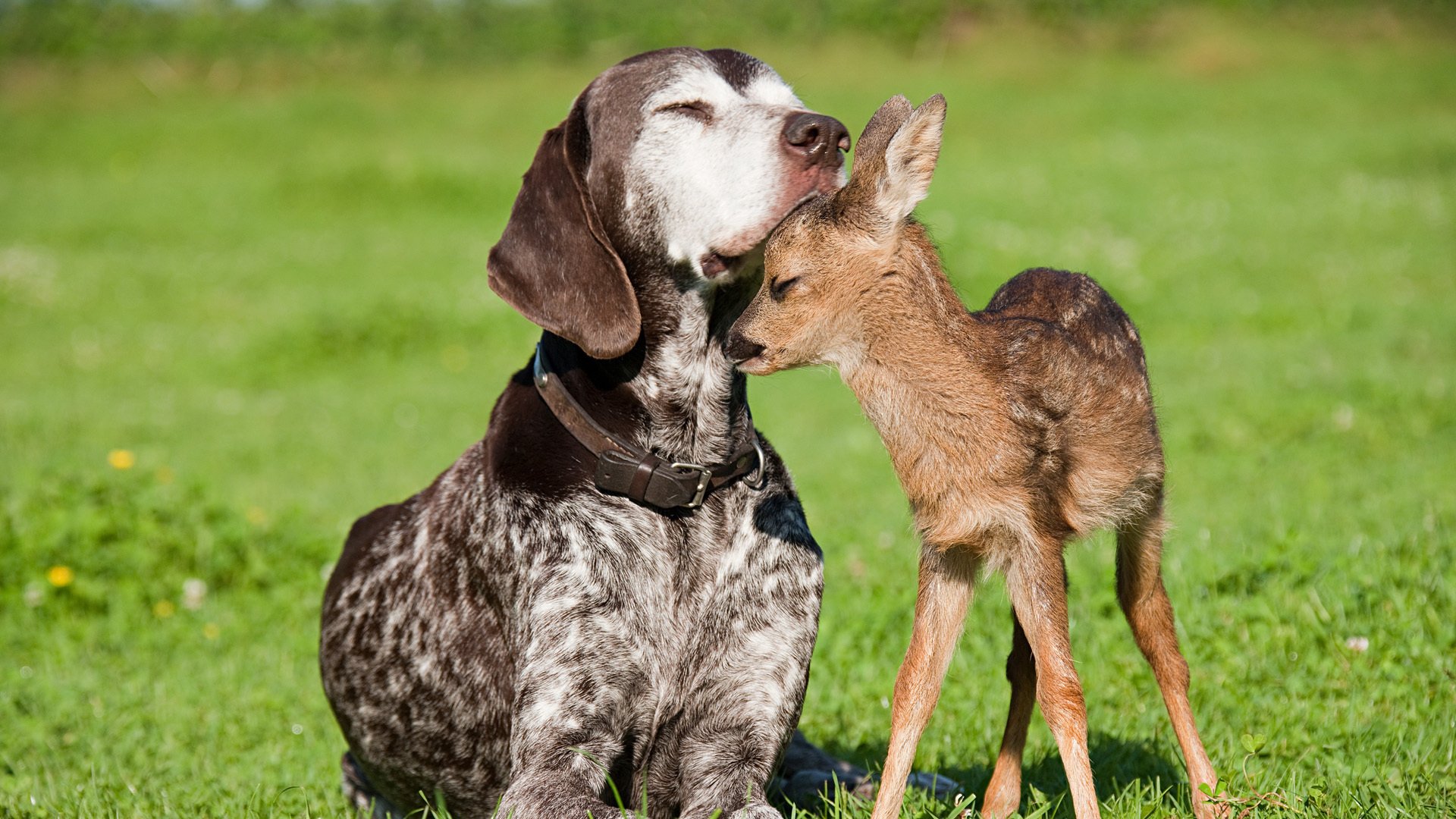 deer, Dog, Baby, Love Wallpaper