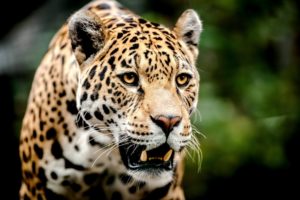 jaguar, Muzzle, Big, Cat, Predator