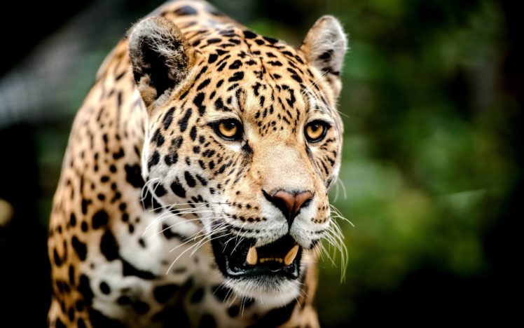 jaguar, Muzzle, Big, Cat, Predator HD Wallpaper Desktop Background