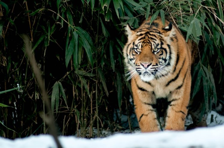 look, Tiger, Cat, Snow, Winter HD Wallpaper Desktop Background