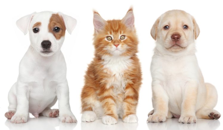 labrador, Retriever, Jack, Russell, Terrier, Maine, Coon, Kitten, Puppy, Dog, Cat HD Wallpaper Desktop Background