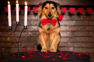 rose, Friend, Dog, Love, Mood, Valentine, Valentines