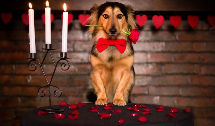 rose, Friend, Dog, Love, Mood, Valentine, Valentines HD Wallpaper Desktop Background