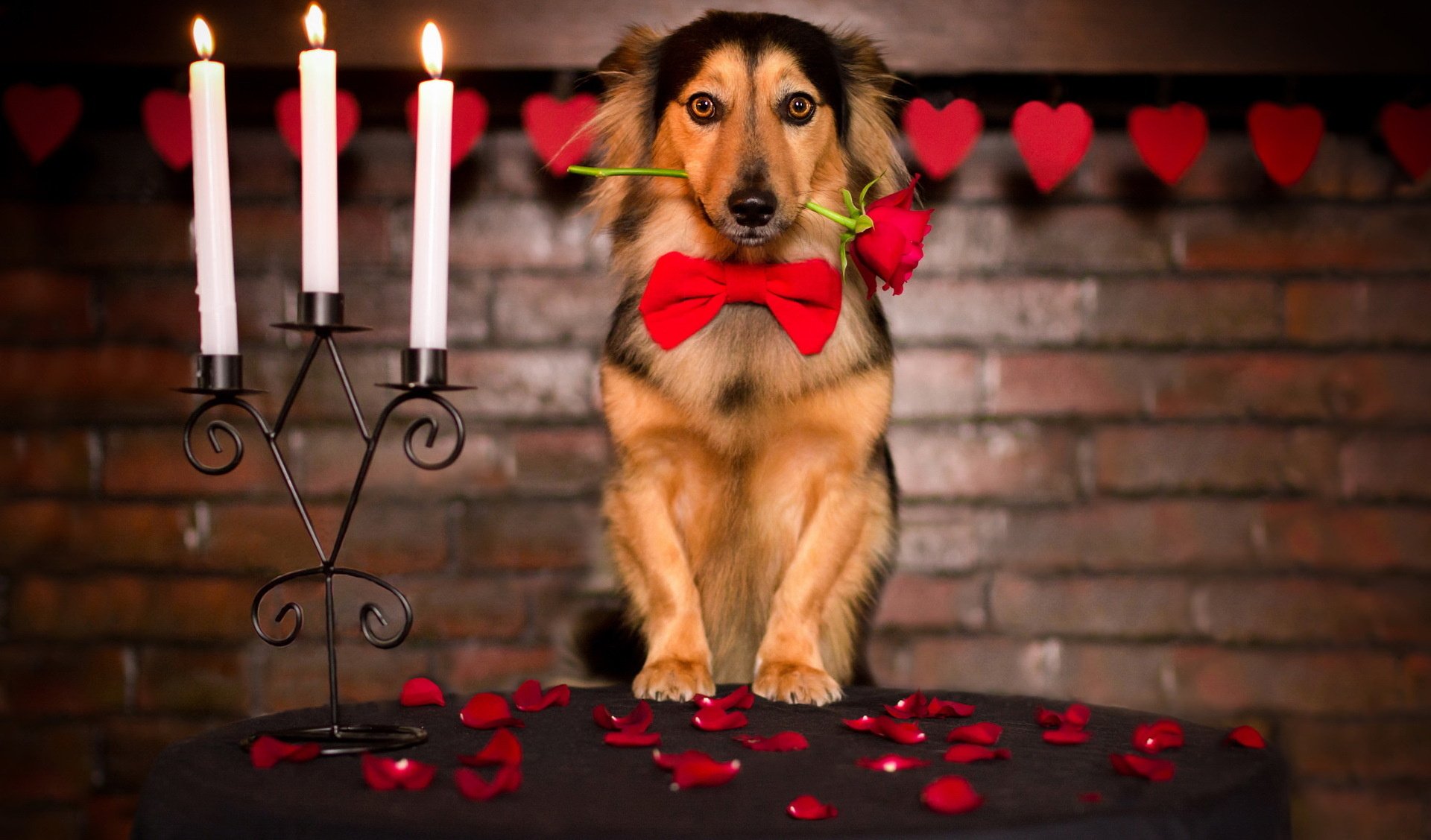 rose, Friend, Dog, Love, Mood, Valentine, Valentines Wallpaper