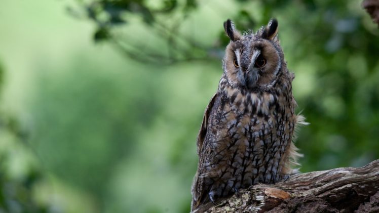 owl, Owls HD Wallpaper Desktop Background