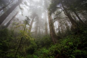 california, Redwood, Heaven, Wood, Trees, Tree, Fog, Mist