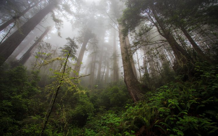 california, Redwood, Heaven, Wood, Trees, Tree, Fog, Mist HD Wallpaper Desktop Background