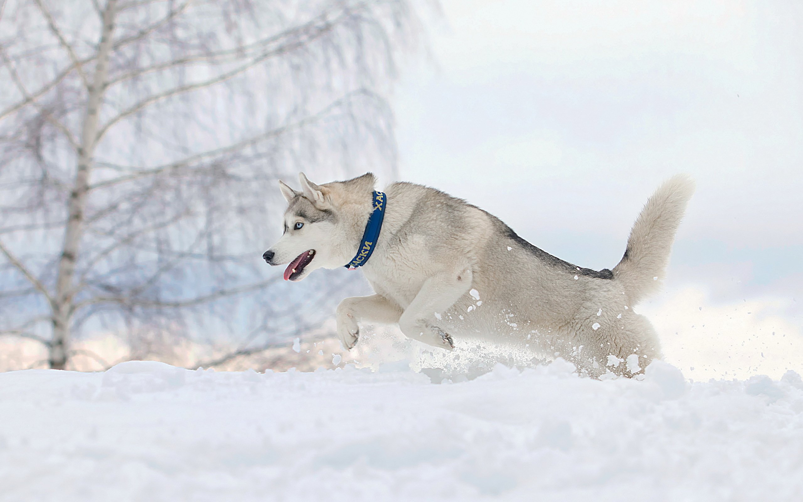 dog, Running, Snow, Winter, Husky Wallpaper