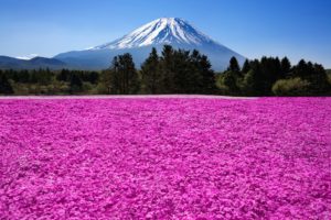 japan, Fuji, Volcano, Mountains, Nature, Flowers, Field, Meadow