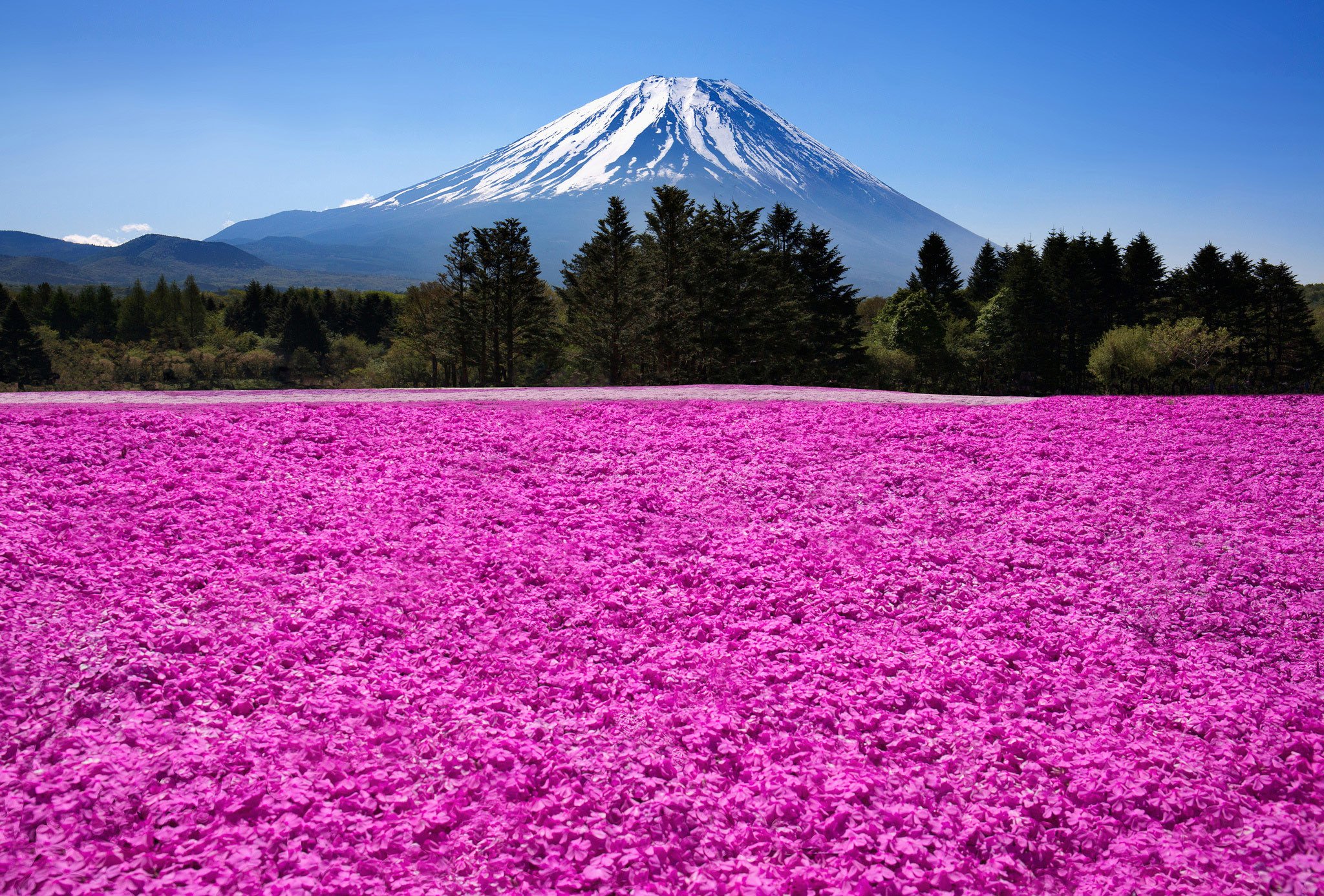 japan, Fuji, Volcano, Mountains, Nature, Flowers, Field, Meadow Wallpaper