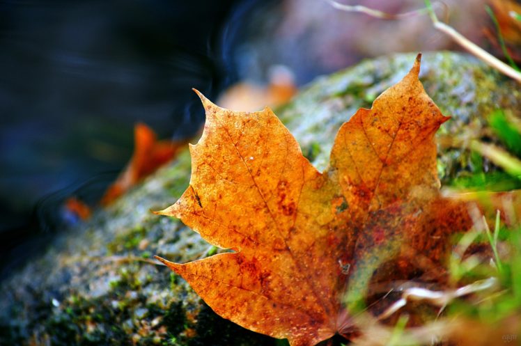 grass, Leaves, Autumn, Fallen, Leaf HD Wallpaper Desktop Background