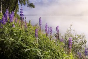 lake, Fog, Flowers, Nature, Landscape