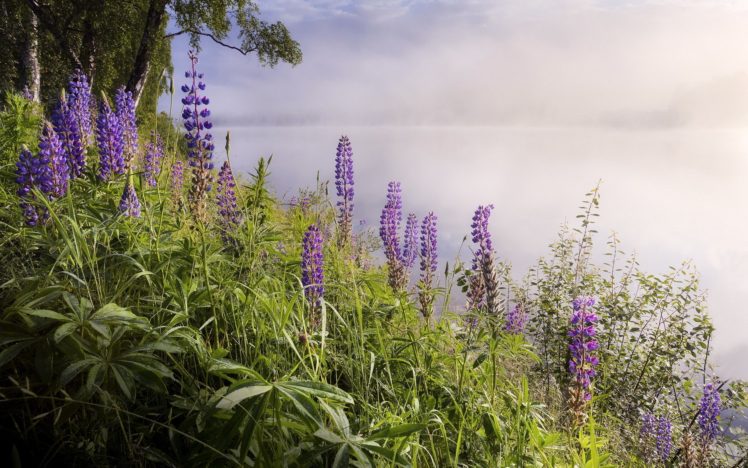 lake, Fog, Flowers, Nature, Landscape HD Wallpaper Desktop Background